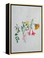 Broom and Marigolds-Caroline Louisa Meredith-Framed Premier Image Canvas