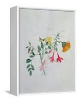 Broom and Marigolds-Caroline Louisa Meredith-Framed Premier Image Canvas
