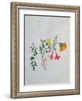 Broom and Marigolds-Caroline Louisa Meredith-Framed Giclee Print