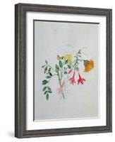 Broom and Marigolds-Caroline Louisa Meredith-Framed Giclee Print
