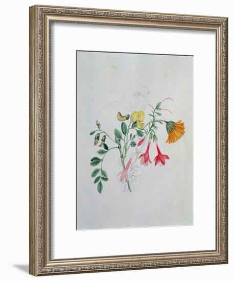 Broom and Marigolds-Caroline Louisa Meredith-Framed Giclee Print