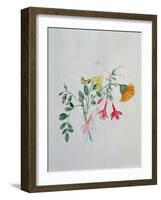 Broom and Marigolds-Caroline Louisa Meredith-Framed Giclee Print