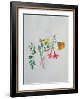 Broom and Marigolds-Caroline Louisa Meredith-Framed Giclee Print