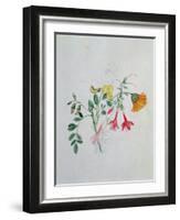 Broom and Marigolds-Caroline Louisa Meredith-Framed Giclee Print