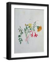Broom and Marigolds-Caroline Louisa Meredith-Framed Giclee Print
