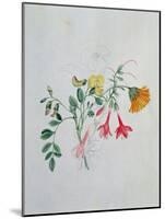 Broom and Marigolds-Caroline Louisa Meredith-Mounted Giclee Print
