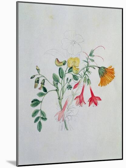 Broom and Marigolds-Caroline Louisa Meredith-Mounted Giclee Print