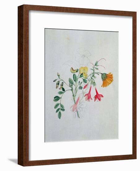 Broom and Marigolds-Caroline Louisa Meredith-Framed Giclee Print