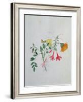 Broom and Marigolds-Caroline Louisa Meredith-Framed Giclee Print