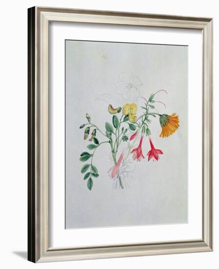 Broom and Marigolds-Caroline Louisa Meredith-Framed Giclee Print