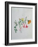 Broom and Marigolds-Caroline Louisa Meredith-Framed Giclee Print