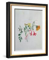 Broom and Marigolds-Caroline Louisa Meredith-Framed Giclee Print
