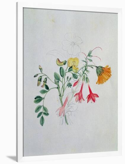 Broom and Marigolds-Caroline Louisa Meredith-Framed Giclee Print