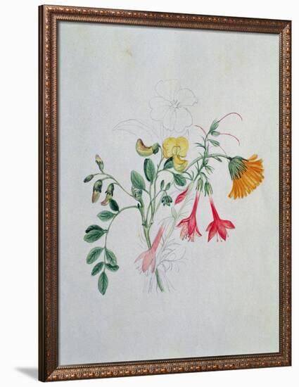 Broom and Marigolds-Caroline Louisa Meredith-Framed Giclee Print