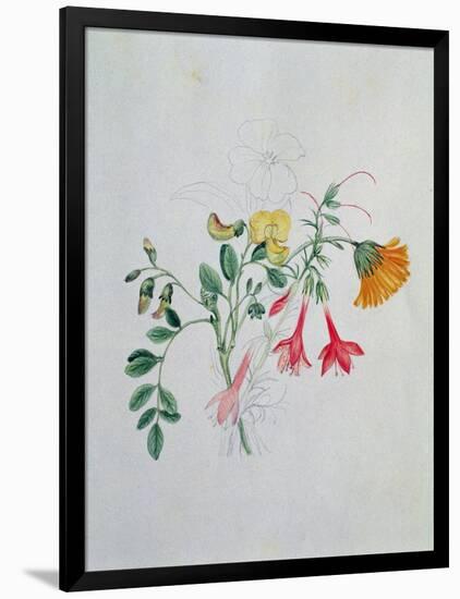 Broom and Marigolds-Caroline Louisa Meredith-Framed Giclee Print