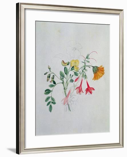 Broom and Marigolds-Caroline Louisa Meredith-Framed Giclee Print