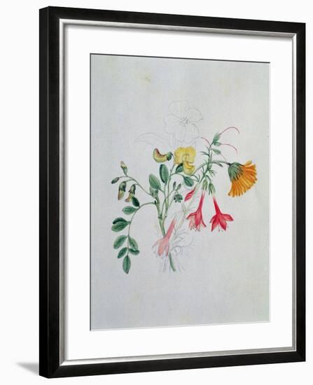 Broom and Marigolds-Caroline Louisa Meredith-Framed Giclee Print