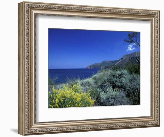 Broom Flowers and the Mediterranean Sea, Sicily, Italy-Michele Molinari-Framed Photographic Print