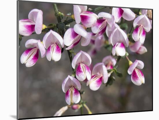 Broom Purple Blossom-Charles Bowman-Mounted Photographic Print