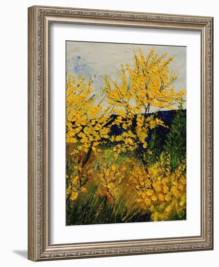 Brooms Shrubs-Pol Ledent-Framed Art Print