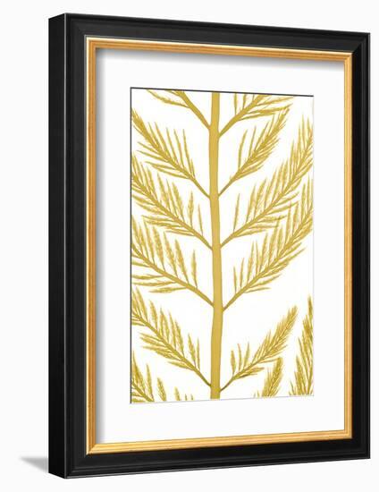 Brown algae close up, South Shetland Islands-Solvin Zankl-Framed Photographic Print