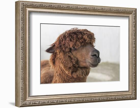 Brown Alpaca Face close Up-B NITI-Framed Photographic Print