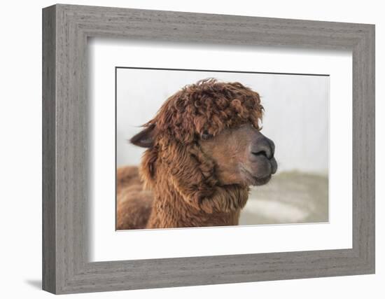 Brown Alpaca Face close Up-B NITI-Framed Photographic Print