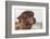 Brown Alpaca Face close Up-B NITI-Framed Photographic Print