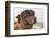 Brown Alpaca Face close Up-B NITI-Framed Photographic Print