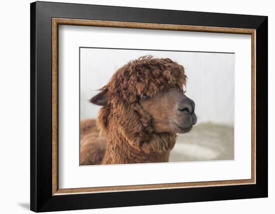 Brown Alpaca Face close Up-B NITI-Framed Photographic Print