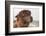 Brown Alpaca Face close Up-B NITI-Framed Photographic Print