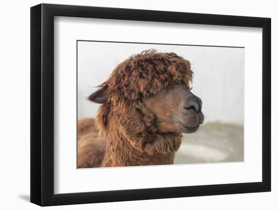 Brown Alpaca Face close Up-B NITI-Framed Photographic Print