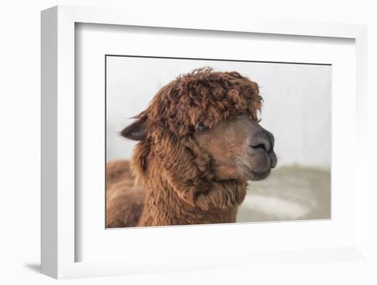 Brown Alpaca Face close Up-B NITI-Framed Photographic Print