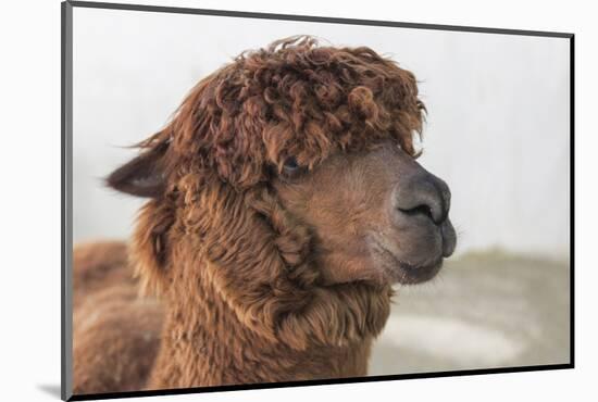 Brown Alpaca Face close Up-B NITI-Mounted Photographic Print