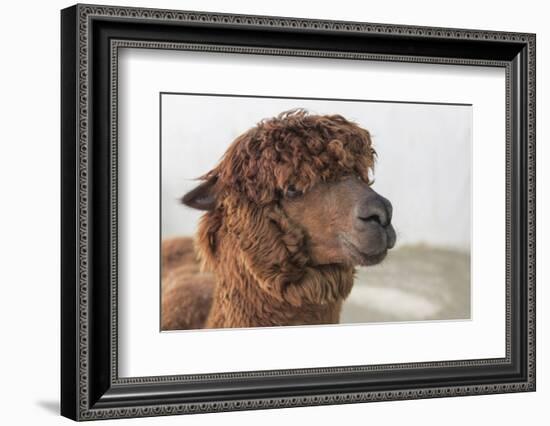 Brown Alpaca Face close Up-B NITI-Framed Photographic Print