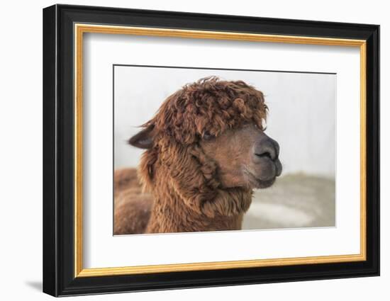 Brown Alpaca Face close Up-B NITI-Framed Photographic Print