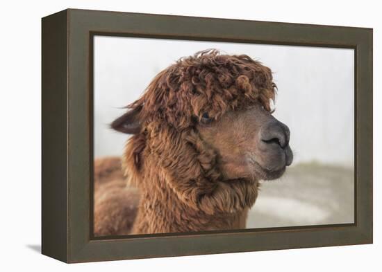 Brown Alpaca Face close Up-B NITI-Framed Premier Image Canvas