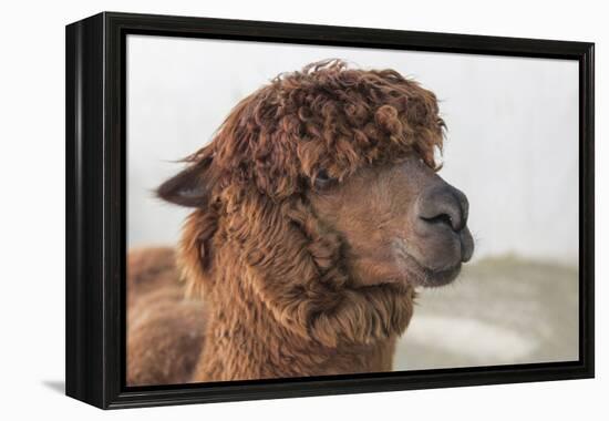 Brown Alpaca Face close Up-B NITI-Framed Premier Image Canvas