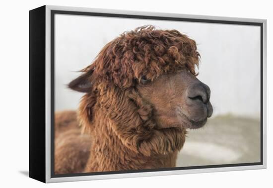 Brown Alpaca Face close Up-B NITI-Framed Premier Image Canvas