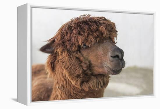 Brown Alpaca Face close Up-B NITI-Framed Premier Image Canvas