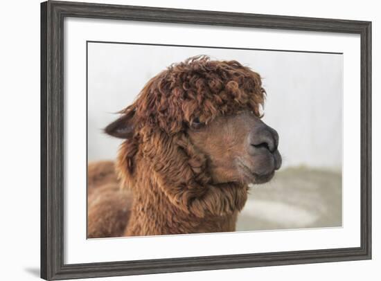 Brown Alpaca Face close Up-B NITI-Framed Photographic Print