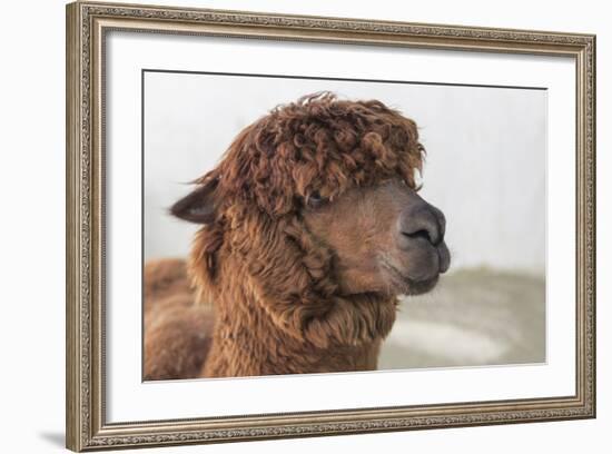 Brown Alpaca Face close Up-B NITI-Framed Photographic Print