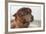 Brown Alpaca Face close Up-B NITI-Framed Photographic Print