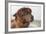 Brown Alpaca Face close Up-B NITI-Framed Photographic Print