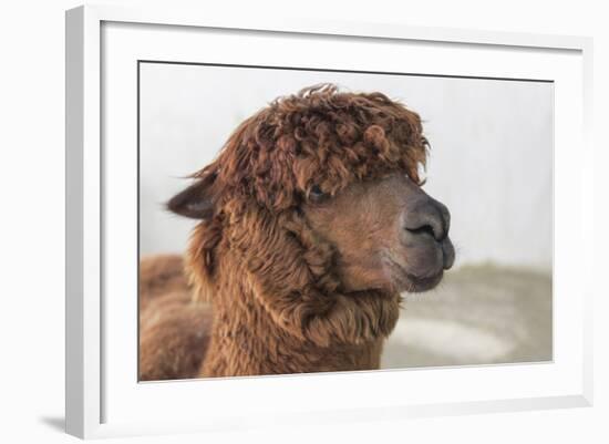 Brown Alpaca Face close Up-B NITI-Framed Photographic Print