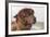 Brown Alpaca Face close Up-B NITI-Framed Photographic Print