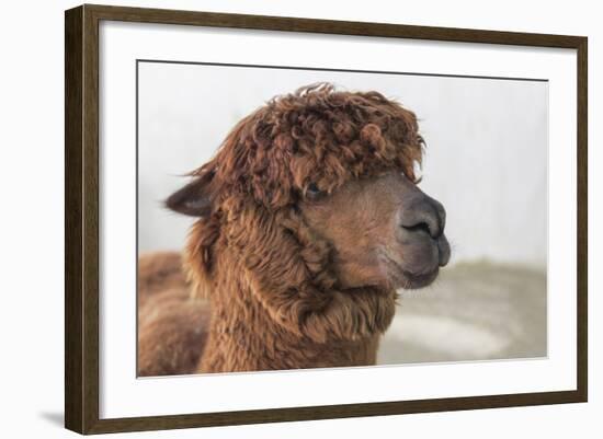 Brown Alpaca Face close Up-B NITI-Framed Photographic Print