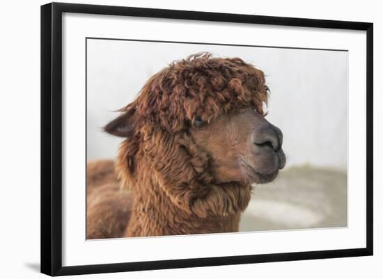 Brown Alpaca Face close Up-B NITI-Framed Photographic Print