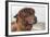 Brown Alpaca Face close Up-B NITI-Framed Photographic Print