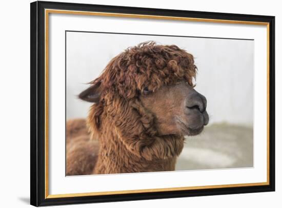 Brown Alpaca Face close Up-B NITI-Framed Photographic Print